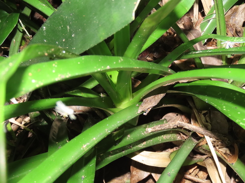 Image of Aechmea weilbachii by (c) Nicolás Lavandero, some rights reserved (CC BY)