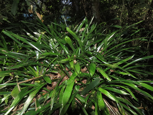 Aechmea weilbachii, photograph 6