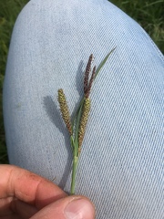 Carex flacca