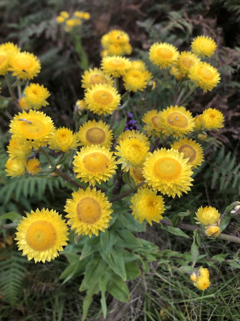 Everlasting-flowers from Okhahlamba, Bergville, KZN, ZA on April 1 ...