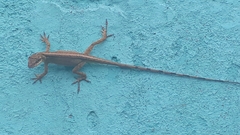 Anolis mariarum