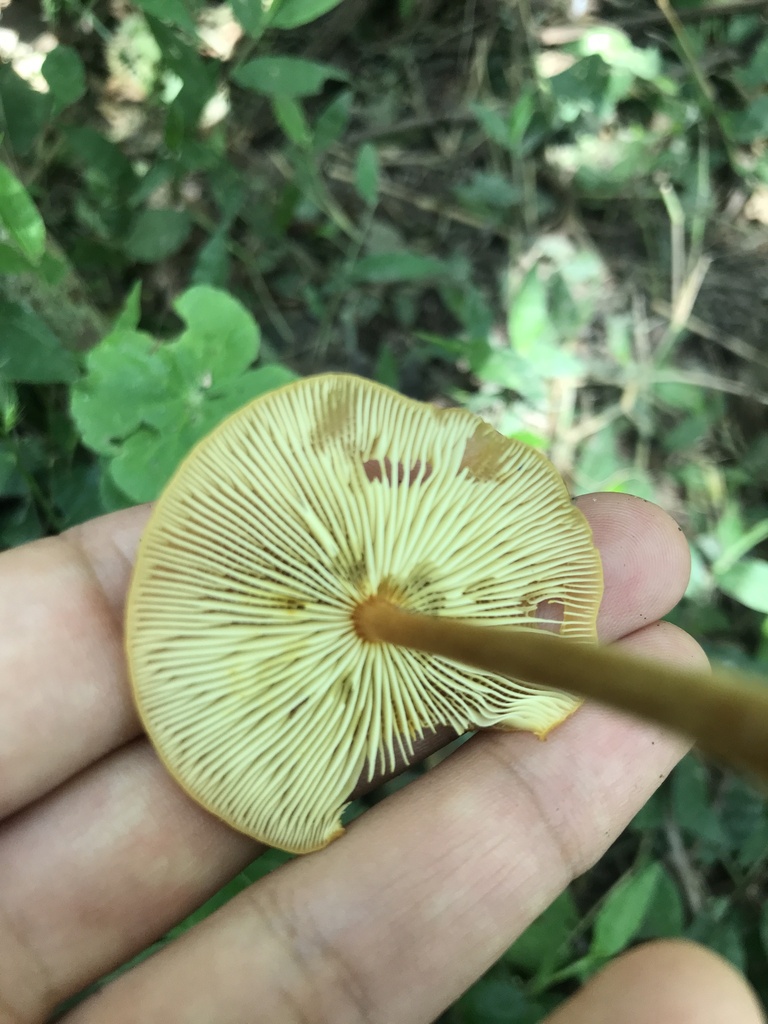 Heimiomyces tenuipes · March 2024 · photo: © tutitah (iNaturalist, cc0)