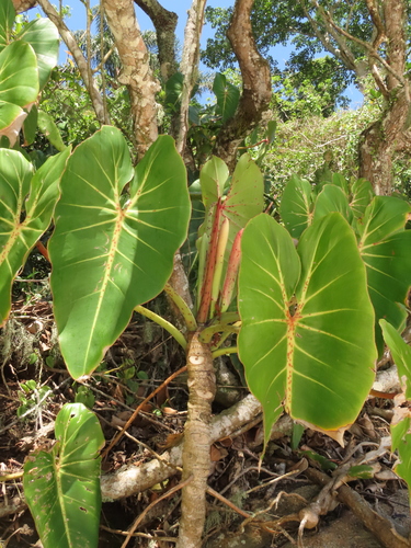 Image of Philodendron cordatum by (c) Nicolás Lavandero, some rights reserved (CC BY)