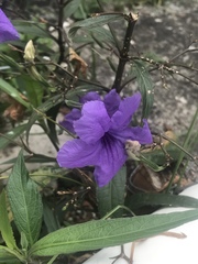 Ruellia