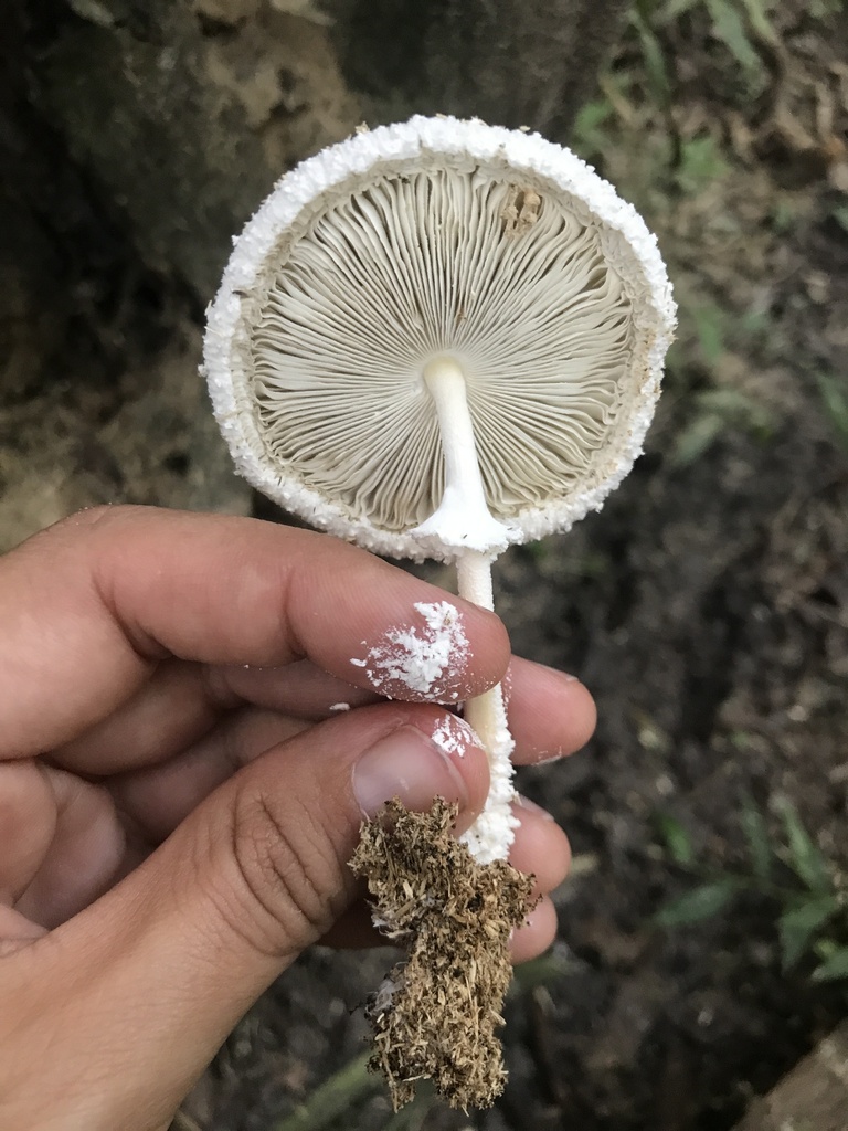 Leucocoprinus cretaceus · March 2024 · photo: © tutitah (iNaturalist, cc0)