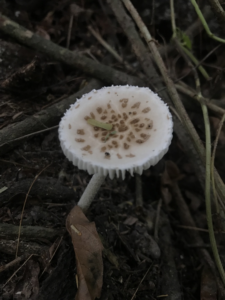 Oudemansiella cubensis