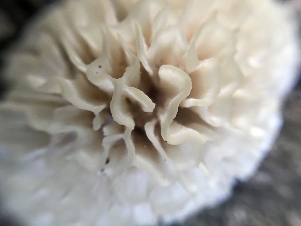 Irpex rosettiformis · March 2024 · photo: © tutitah (iNaturalist, cc0)