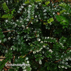 Zanthoxylum beecheyanum