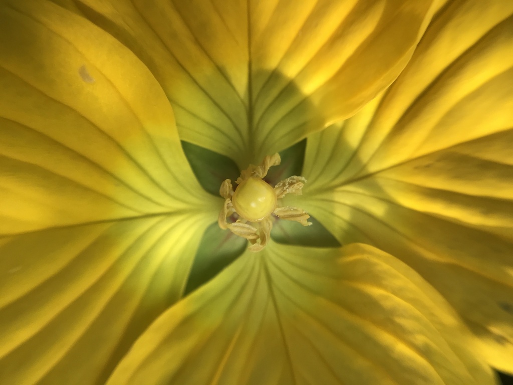 Ludwigia bonariensis