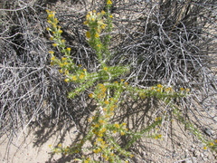 Tetradymia