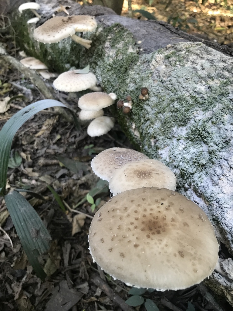 Oudemansiella cubensis · March 2024 · photo: © tutitah (iNaturalist, cc0)