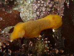 Doriopsilla albopunctata