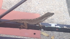 Anolis mariarum