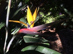 Strelitzia reginae reginae