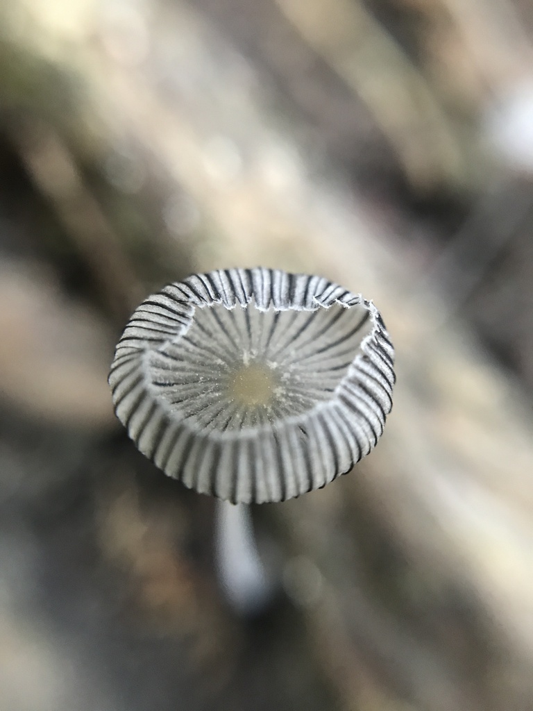 Coprinopsis lagopus · March 2024 · photo: © tutitah (iNaturalist, cc0)