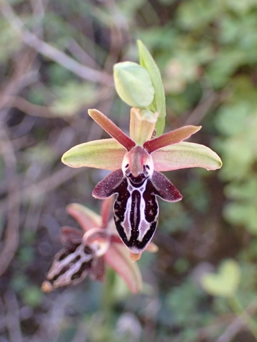 Image of Ophrys cretica by (c) Elias, some rights reserved (CC BY)