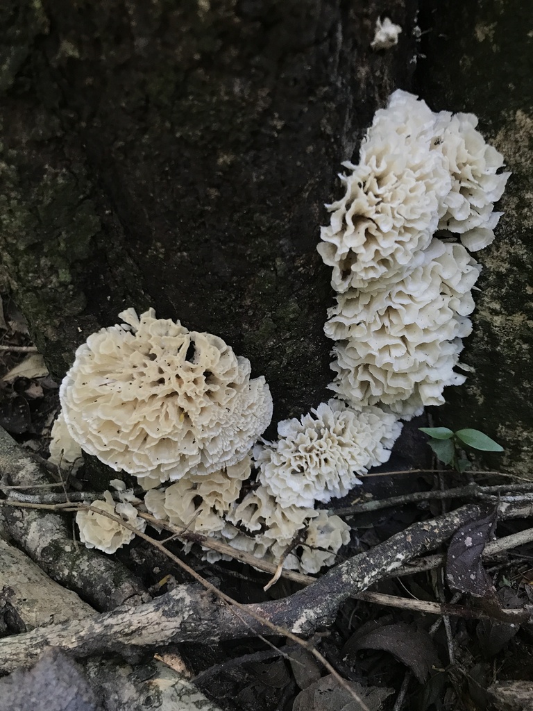 Irpex rosettiformis · March 2024 · photo: © tutitah (iNaturalist, cc0)