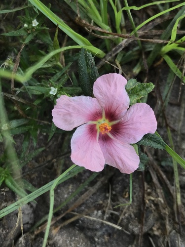 Sida anomala (Sida anomala)