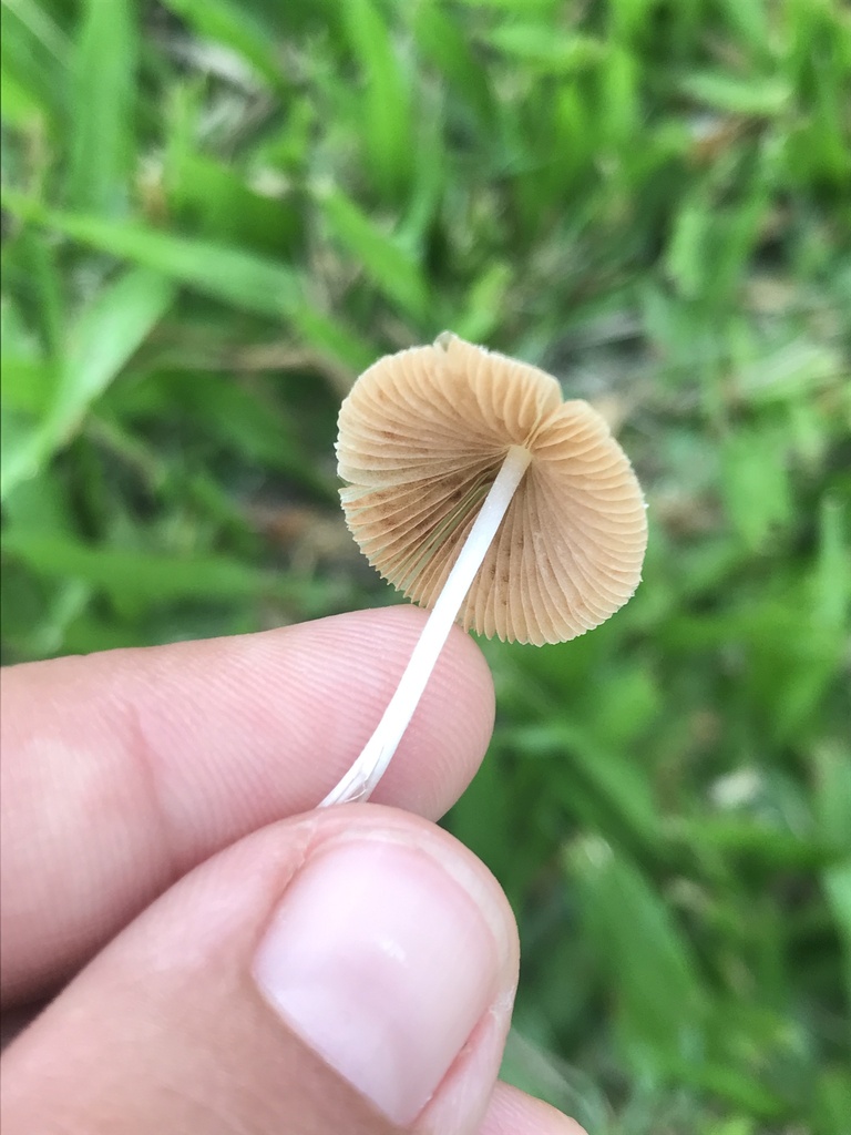 Conocybe apala · April 2024 · photo: © tutitah (iNaturalist, cc0)