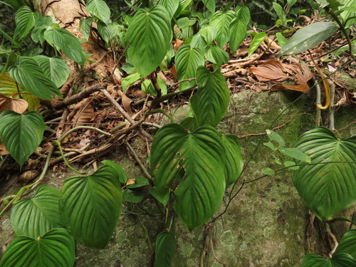 Philodendron eximium, photograph 2