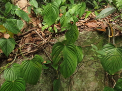 Nicolás Lavandero, CC BY, iNaturalist via GBIF Philodendron eximium, photograph Nicolás Lavandero, CC BY, iNaturalist via GBIF