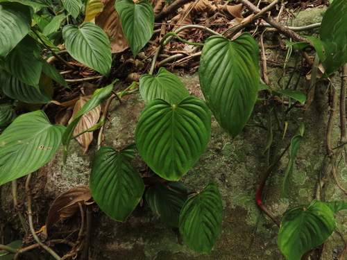Philodendron eximium, photograph 4