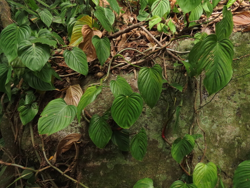 Philodendron eximium, photograph 3