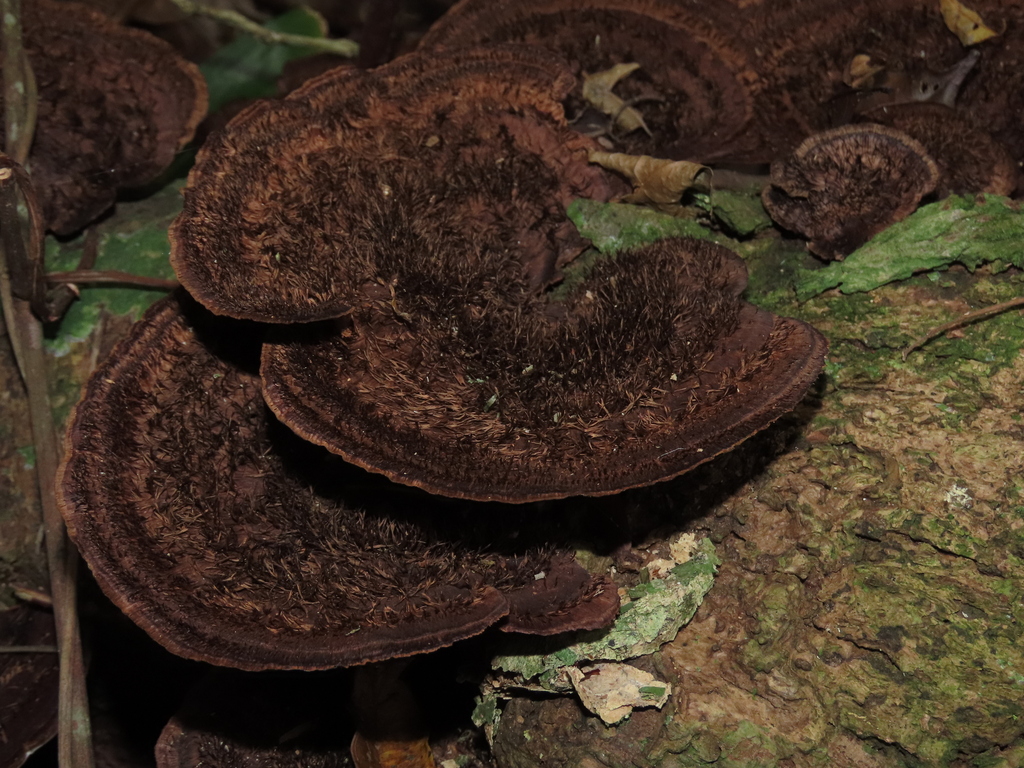 Hexagonia hydnoides · September 2023 · photo: © nico_lavandero (iNaturalist, cc-by)