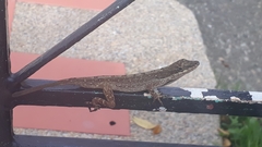 Anolis mariarum