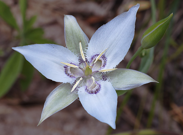 Calochortus lyallii