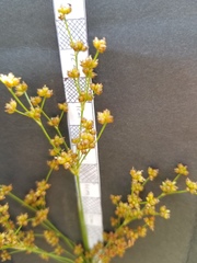 Juncus marginatus