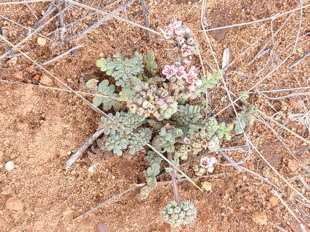 Arizona Phacelia from Huachuca City, AZ 85616, USA on April 2, 2024 at