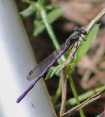 Argia fumipennis