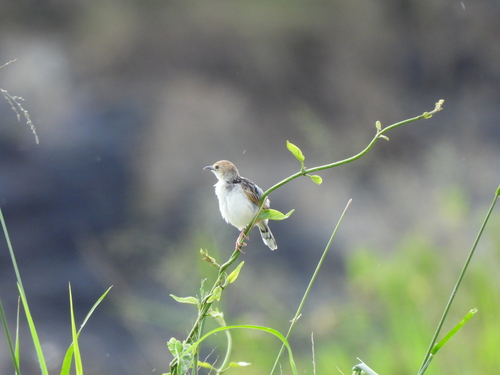 iNaturalist image