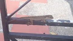 Anolis mariarum