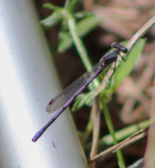 Argia fumipennis