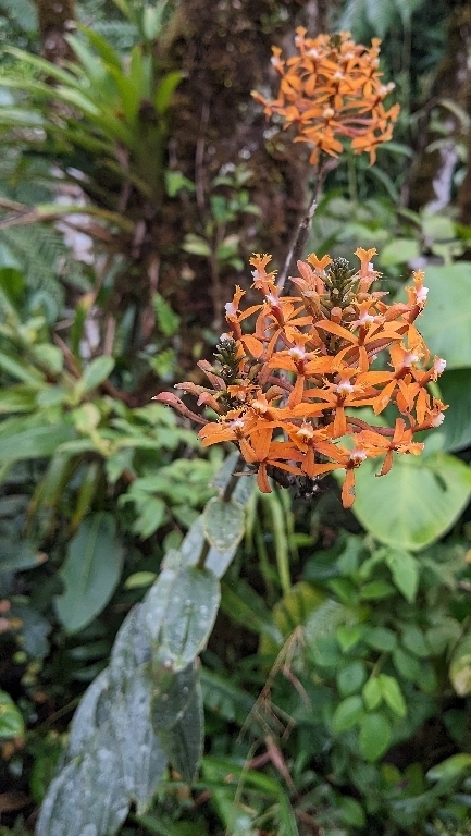 Epidendrum caquetanum Schltr.