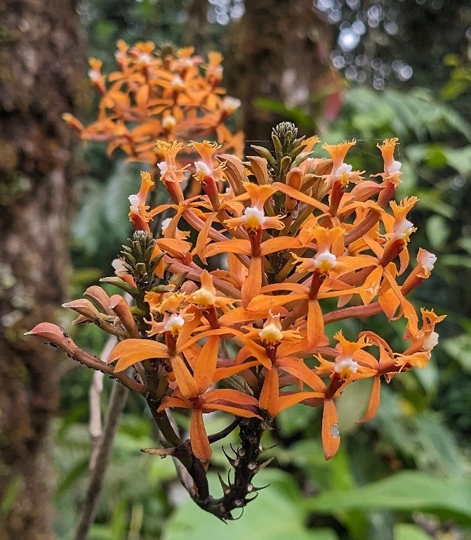 Epidendrum caquetanum Schltr. 2
