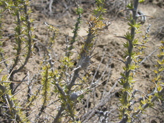 Tetradymia