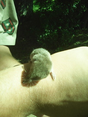 Myosorex varius