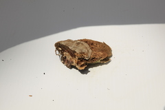 Fomitopsis nivosa