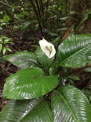 Spathiphyllum wallisii