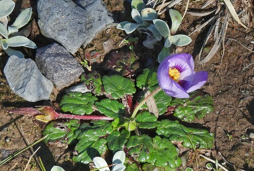 Acaulimalva nubigena (Acaulimalva nubigena)
