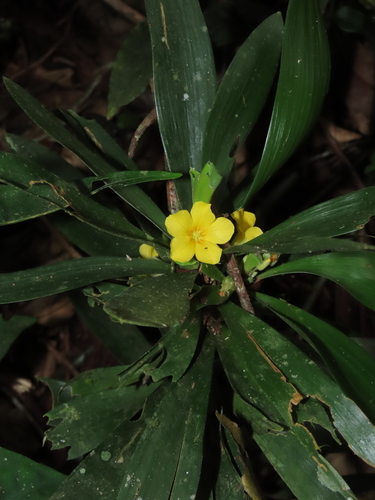 Oxalis fruticosa