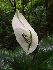 Spathiphyllum wallisii
