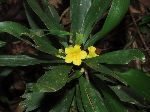 Oxalis fruticosa, photograph 1