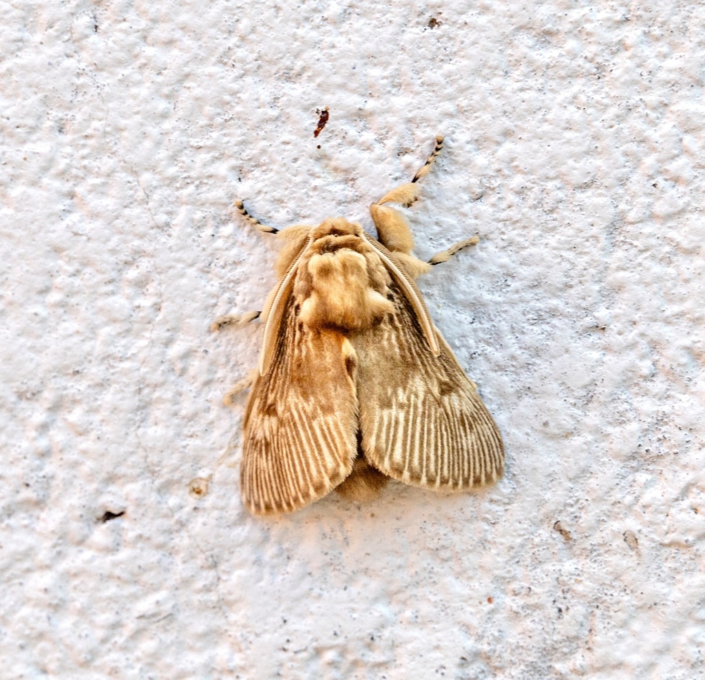 Podalia annulipes