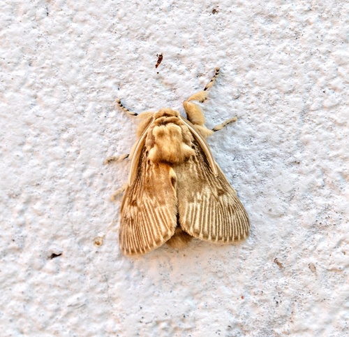 Podalia annulipes