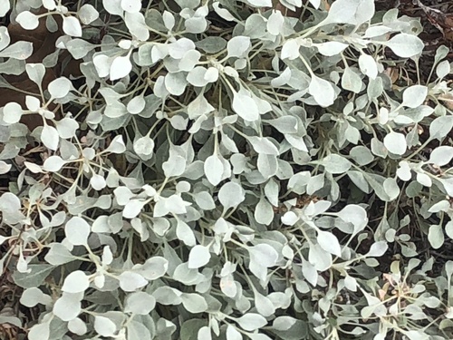 Eriogonum tenellum var. ramosissimum