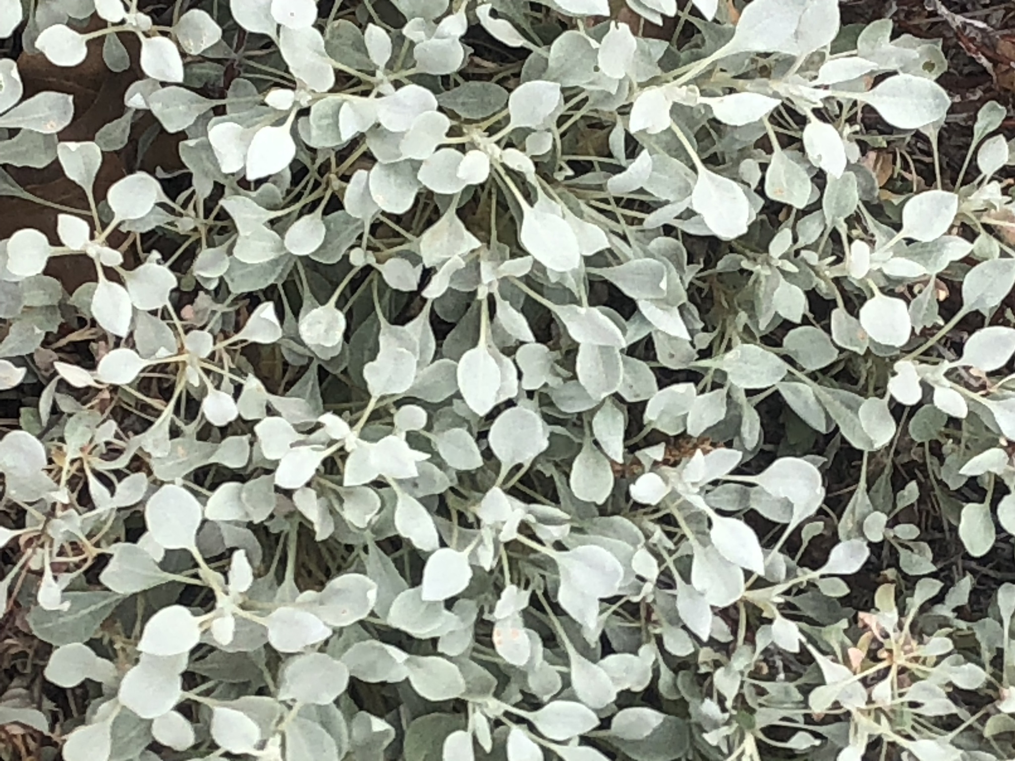 Eriogonum tenellum var. ramosissimum
